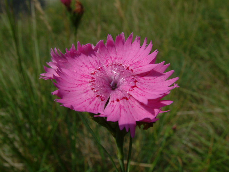 Dianthus seguieri / Garofano di Seguier